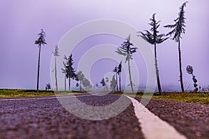 Kenya Roads Highway Morning Fog Mist Tea Leaves plantations Along The Road Farming Field Plants Meadows Foilage In Kiambu