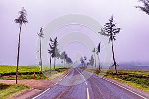 Kenya Roads Highway Morning Fog Mist Tea Leaves plantations Along The Road Farming Field Plants Meadows Foilage In Kiambu