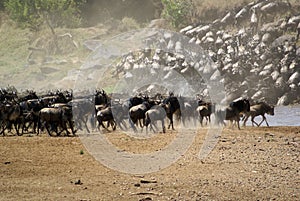 Kenya's Great Migration