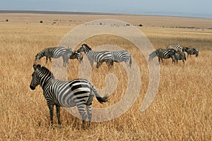 Kenya's Maasai Mara Animal Migration