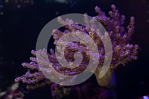 Kenya tree coral colony move tiny polyp in strong flow, healthy animals in nano reef marine aquarium, popular pet in LED actinic photo
