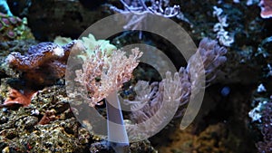 Kenya tree coral polyp frag move in strong current, popular hardy pet for beginner aquarist in nano reef marine aquarium,