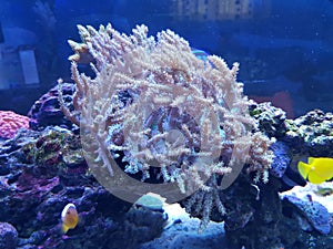 Kenya tree soft coral scene in saltwater aquarium