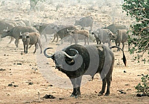 Kenya, Tsavo East - Buffalo in their reserve