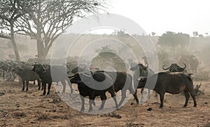 Kenya, Tsavo East - Buffalo in their reserve