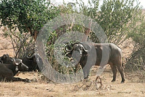 Kenya, Tsavo East - Buffalo in their reserve