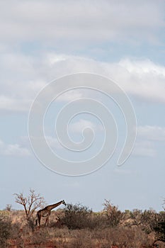 Kenya, Tsavo East - Giraffe in their reserve