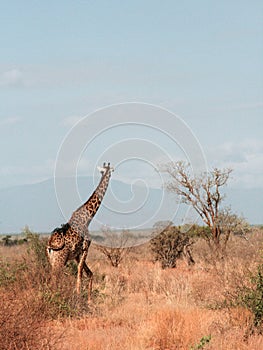 Kenya, Tsavo East - Giraffe in their reserve