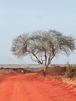 Kenya, Tsavo East - Giraffe in their reserve