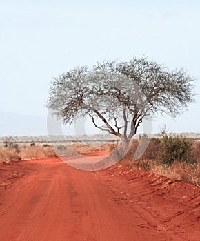 Kenya, Tsavo East - Giraffe in their reserve