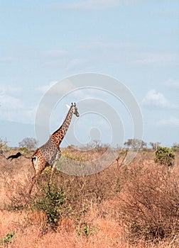 Kenya, Tsavo East - Giraffe in their reserve