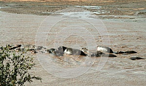 Kenya, Tsavo East - Hippo in their reserve