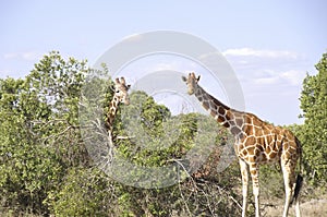 Kenya: Two Girafs in Samburu National Park feeeding