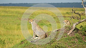 Kenya Wildlife of Cheetah Family in Africa, Cheetah on Termite Mound in Maasai Mara, African Safari