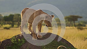 Kenya Wildlife, Two Cute Lion Cubs Playing with Lioness Mother in Masai Mara, Kenya, Africa, Funny Y