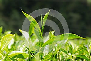Kenyan Black Tea buds growing on a tea plant on a plantation in the Kisii highland of Kenya
