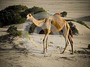 Kenyan Camel