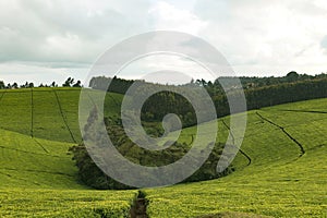 Green Tea Leaves Plants Vegetation Field Meadows Estate Farming Framers Nature Landscapes Limuru Kiambu County Central Province photo