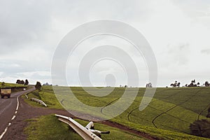 Green Tea Leaves Plants Vegetation Field Meadows Estate Farming Framers Nature Landscapes Limuru Kiambu County Central Province photo