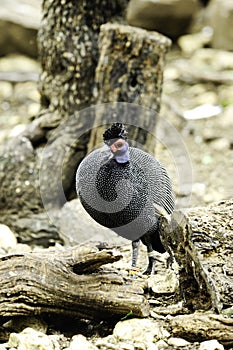 Kenyan crested guinea fowl photo