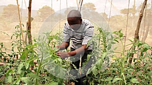 Kenyan farmer prunes his tomatoes in a greenhouse