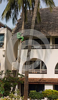 Kenyan gardener climbing down palmtree