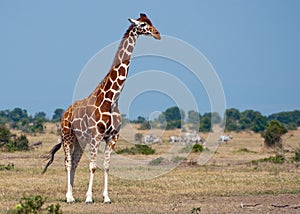 Kenyan Giraffe #2