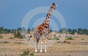 Kenyan Giraffe
