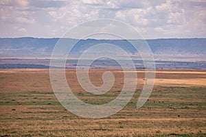 Kenyan Landscape Wildlife Animals Mammals at the savannah grassland wilderness hill shrubs great rift valley maasai mara