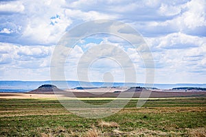 Kenyan Landscape Wildlife Animals Mammals at the savannah grassland wilderness hill shrubs great rift valley maasai mara