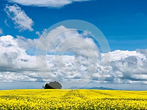 Kenyan Landscapes Canola Rapeseed Vegetable Oil Farming Timau Meru Nanyuki Highway Kenya East Africa