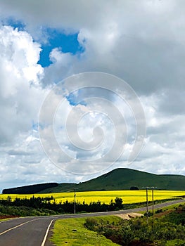 Kenyan Landscapes Canola Rapeseed Vegetable Oil Farming Timau Meru Nanyuki Highway Kenya East Africa