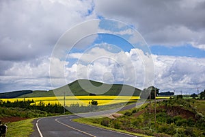 Kenyan Landscapes Canola Rapeseed Vegetable Oil Farming Timau Meru Nanyuki Highway Kenya East Africa