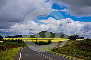 Kenyan Landscapes Canola Rapeseed Vegetable Oil Farming Timau Meru Nanyuki Highway Kenya East Africa