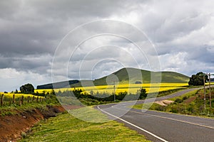 Kenyan Landscapes Canola Rapeseed Vegetable Oil Farming Timau Meru Nanyuki Highway Kenya East Africa