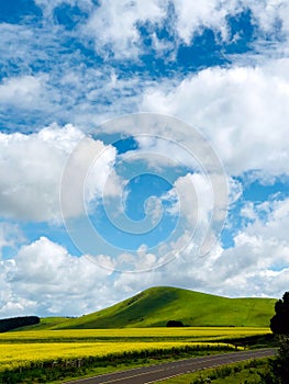 Kenyan Landscapes Canola Rapeseed Vegetable Oil Farming Timau Meru Nanyuki Highway Kenya East African