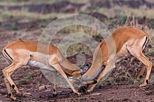 Impala African Antelope Rooibok Wildlife Animals Mammals In Nairobi National Park Kenya East Africa Landscapes Fields Meadows photo