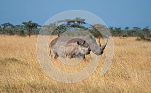 Kenyan Rhinos photo