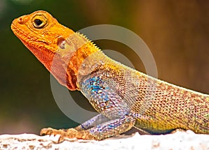 Kenyan Rock Agama