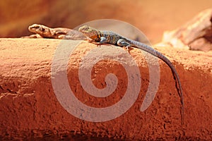 Kenyan rock agama