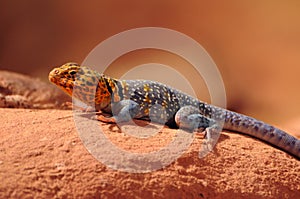 Kenyan rock agama