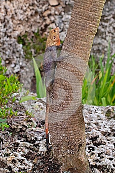 Kenyan Rock Agama Lizard Climbing Tree photo