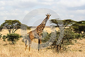 Kenyan Safari in the national Park in 2011