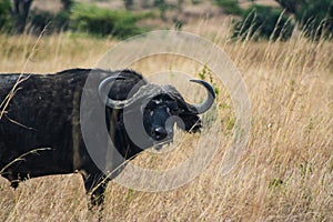 Kenyan Safari in the national Park in 2011