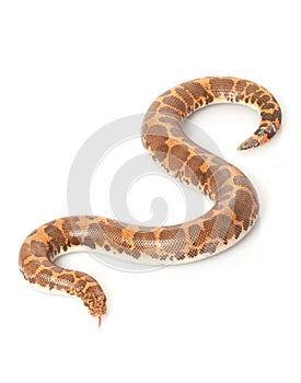 Kenyan Sand Boa