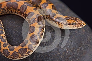 Kenyan sand boa (Gongylophis colubrinus)