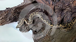 Kenyan sand boa snake, aka Old world sand boas is nonvenomous snake photo
