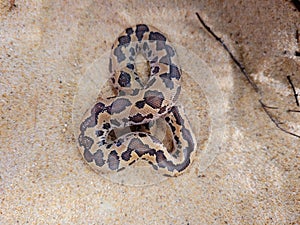 Kenyan sand boa snake, aka Old world sand boas is nonvenomous snake