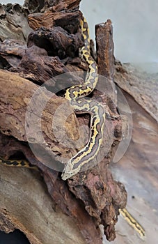 Kenyan sand boa snake, aka Old world sand boas is nonvenomous snake