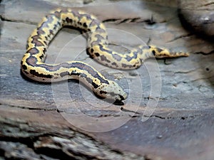 Kenyan sand boa snake, aka Old world sand boas is nonvenomous snake